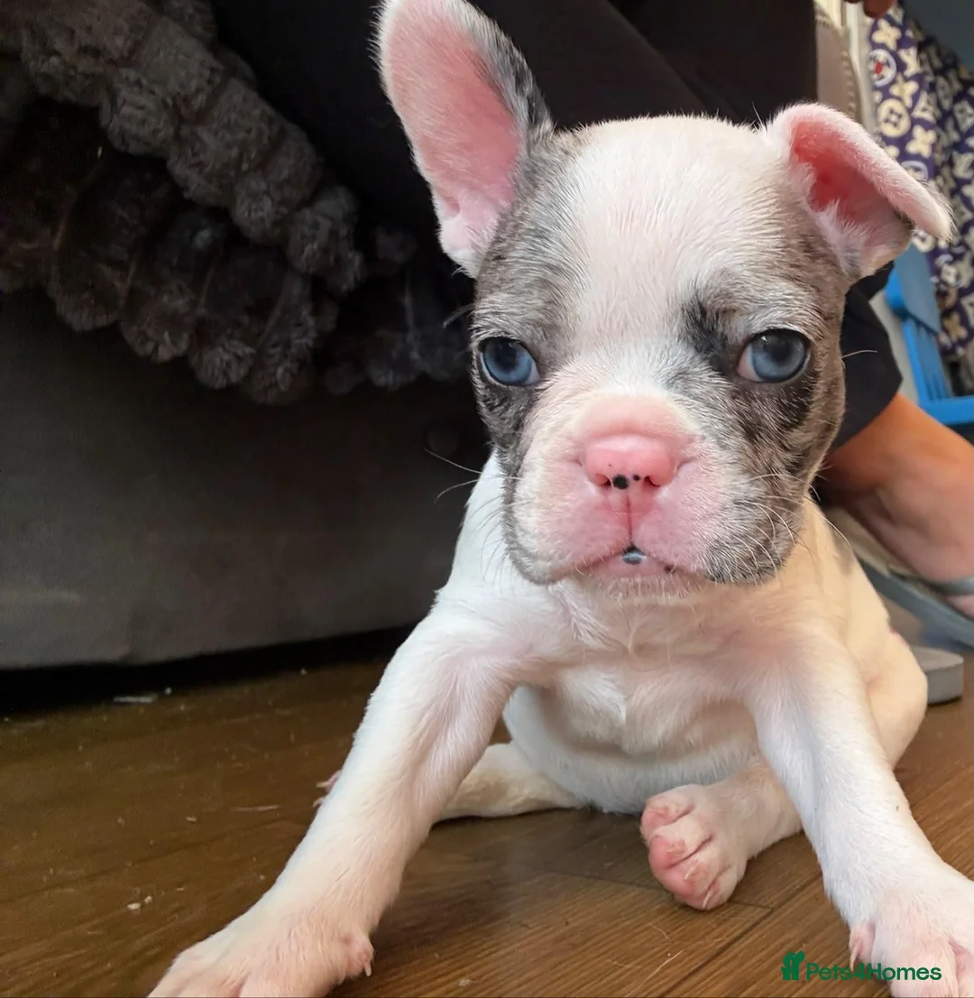 French Bulldog dogs for sale: Beautiful French bulldog  - Advert 3