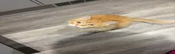 Siberian cats for sale: Siberian Male Cat  - Advert 2