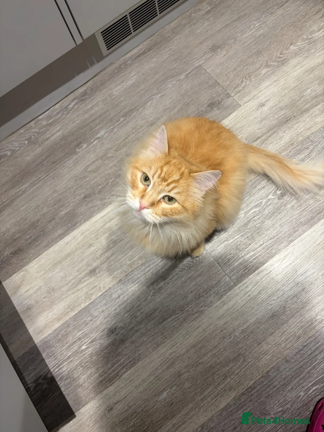Siberian cats for sale: Siberian Male Cat  - Advert 2