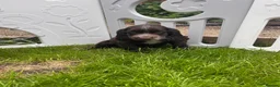 Cocker Spaniel dogs for sale: Show type cocker spaniel puppies  - Advert 7