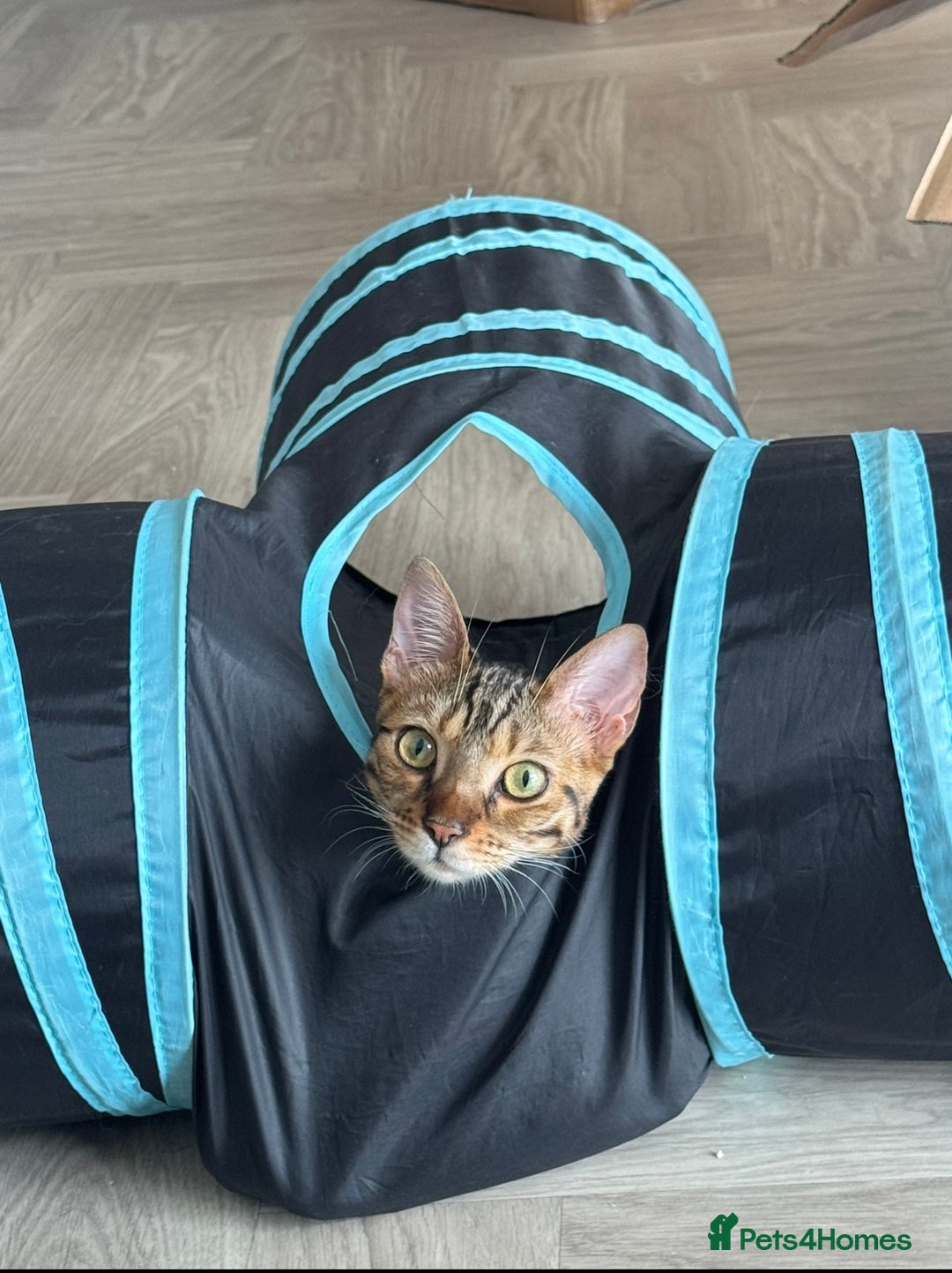 Bengal cats for sale: Bengal Sibling Cats for Rehoming - Advert 7