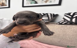 Whippet dogs for sale: 4 bedlington whippet cross whippet puppies  - Image 12