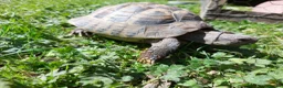 Tortoise reptiles for sale: Herman Torroise - Advert 3