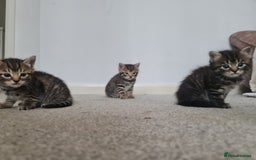 Mixed Breed cats for sale: 3 boy kittens for sale - Image 5