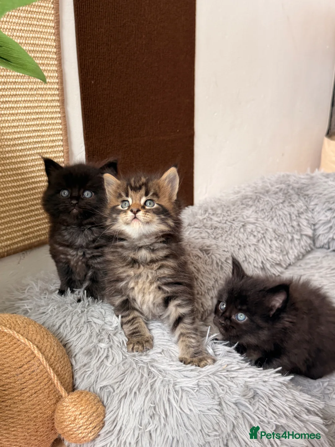 Maine Coon cats for sale: 🐈‍⬛ Maine Coon Kittens 3 Girls and 2 Boys 🐈‍⬛ - Advert 1