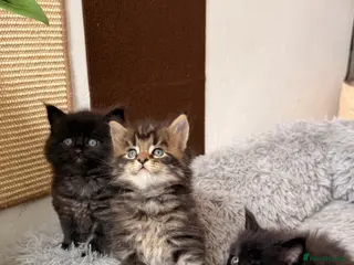 Maine Coon cats 🐈⬛ Maine Coon Kittens 3 Girls and 2 Boys 🐈⬛ - Advert 1