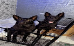 German Shepherd dogs for sale: German shepherd puppies  - Image 11