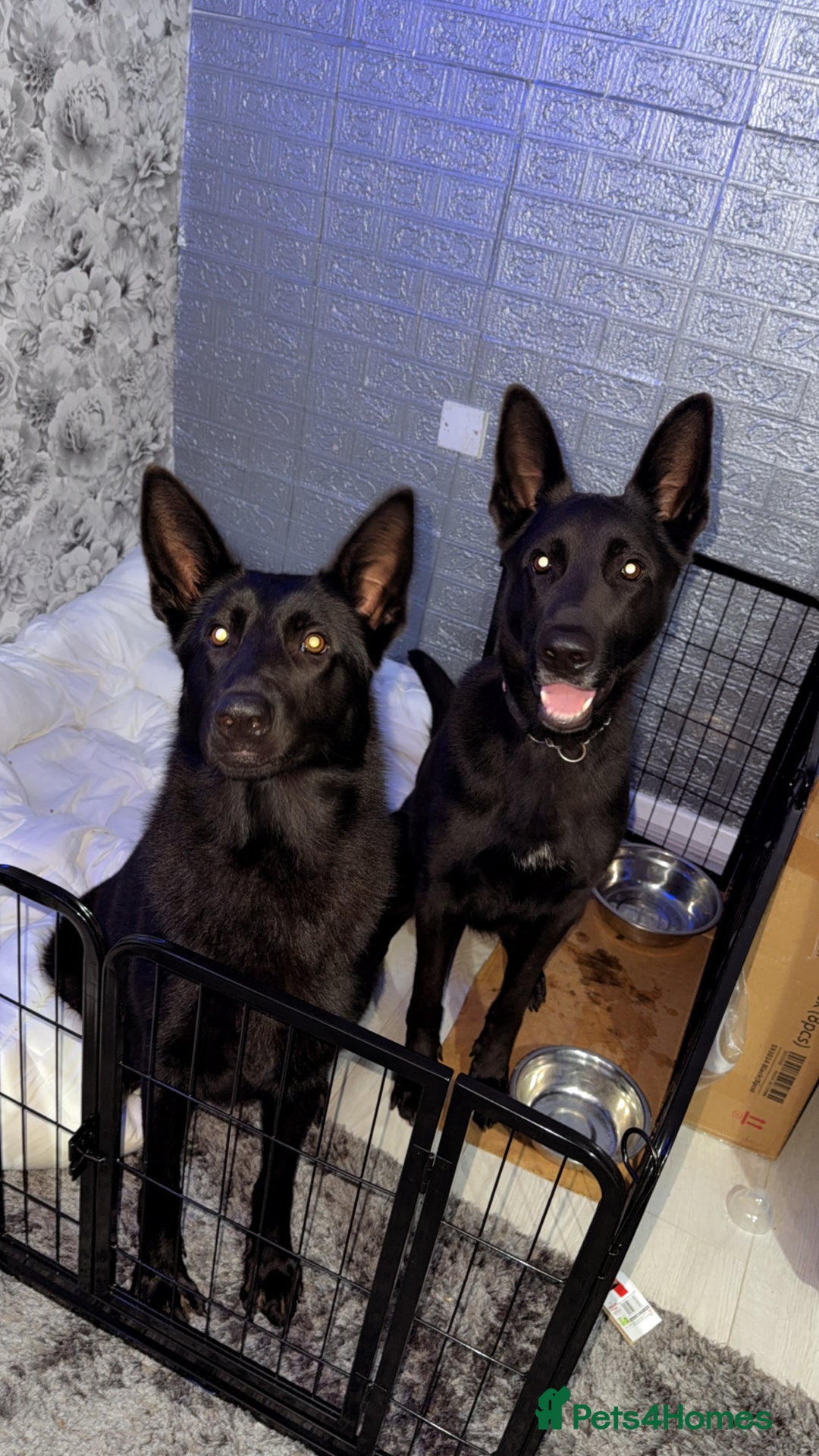 German Shepherd dogs for sale: German shepherd puppies  - Image 11