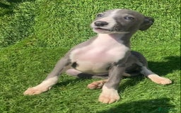 Whippet dogs for sale: Kc whippet pups  - Image 15