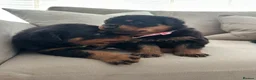 Rottweiler dogs for sale: OUTSTANDING QUALITY GERMAN ROTTWEILER PUPPIES  - Advert 19