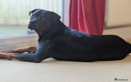 Rottweiler dogs for stud: Rotweiller For Stud - Image 12