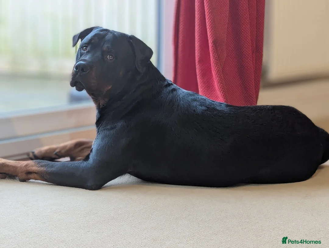 Rottweiler dogs for stud: Rotweiller For Stud - Advert 12