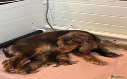 Cocker Spaniel dogs for sale: Show cockers KC DNA checked parents - Image 9