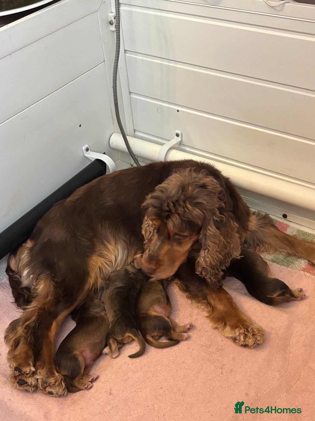 Cocker Spaniel dogs for sale: Show cockers KC DNA checked parents - Image 9