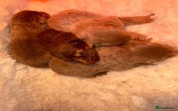 German Shepherd dogs for sale: Working KC GSD German shepherd puppies  - Image 27