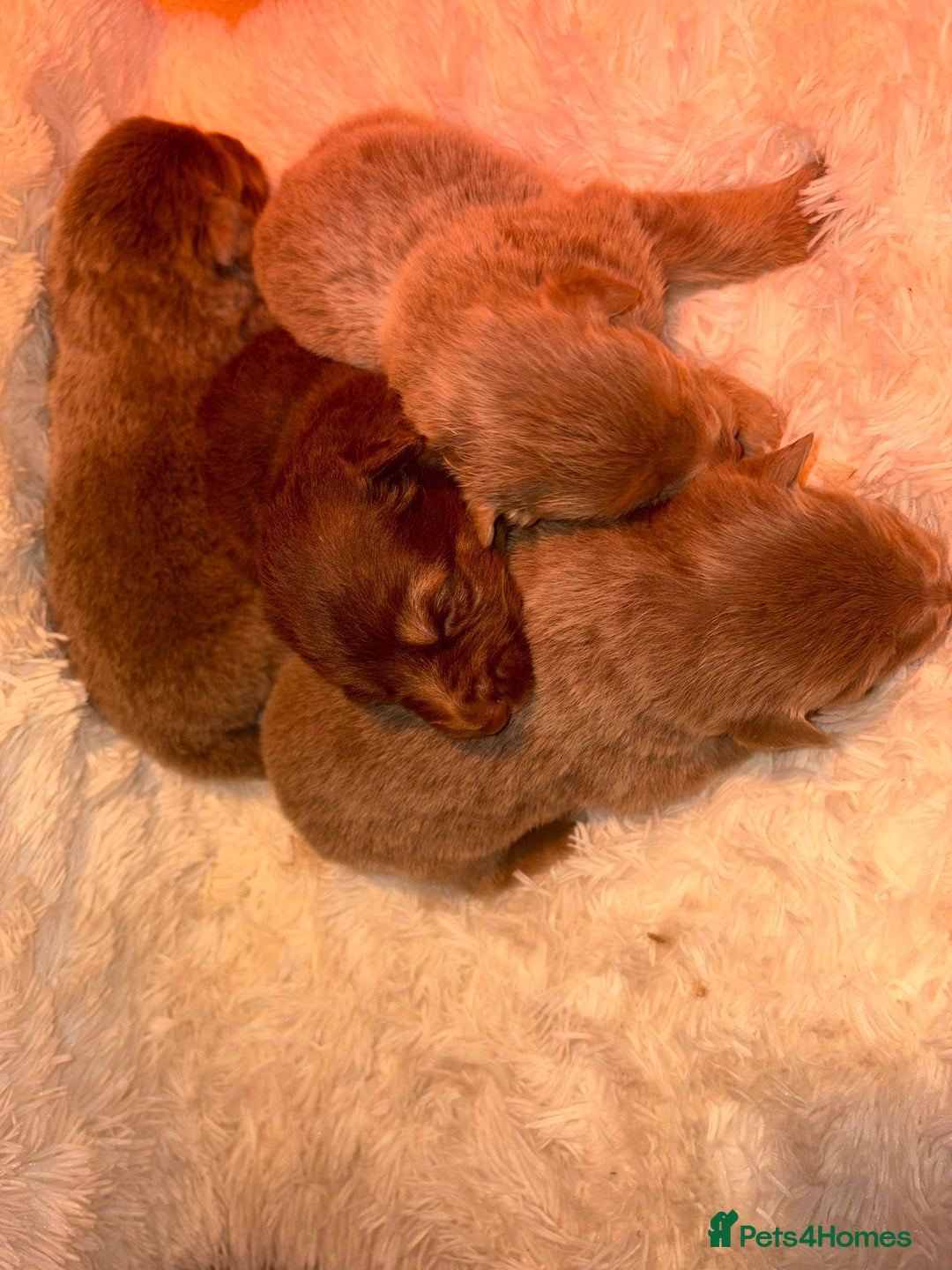 German Shepherd dogs for sale: Working KC GSD German shepherd puppies  - Image 27