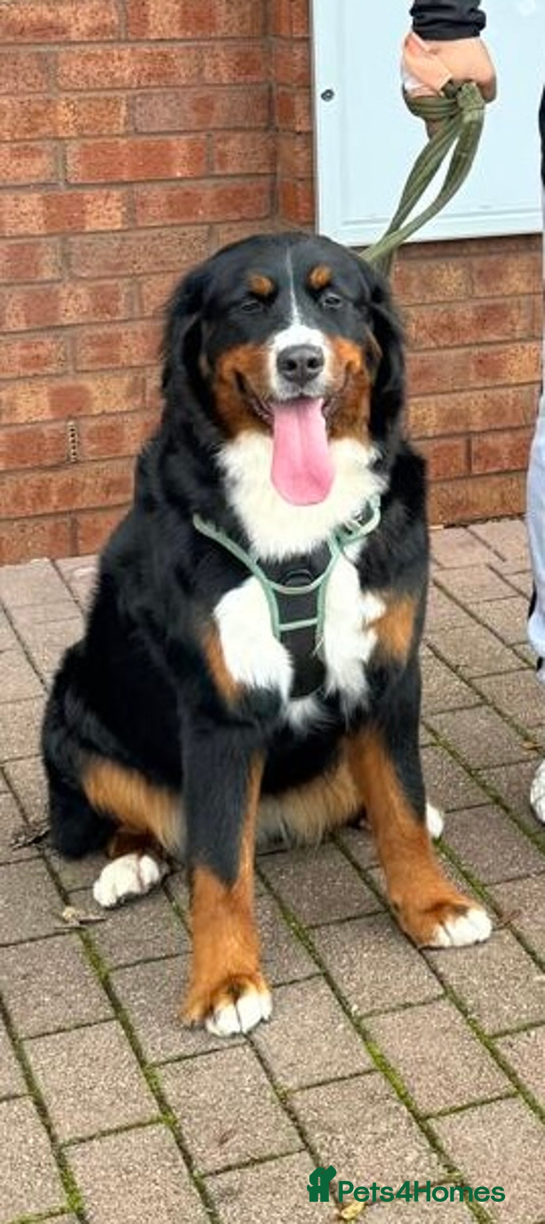 Bernese Mountain Dog dogs for sale: Beautiful Female 13 months  - Advert 2