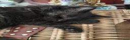 Mixed Breed cats for sale: Kittens - Advert 12