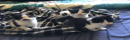 Mixed Breed cats for sale: Kittens for sale  - Advert 24