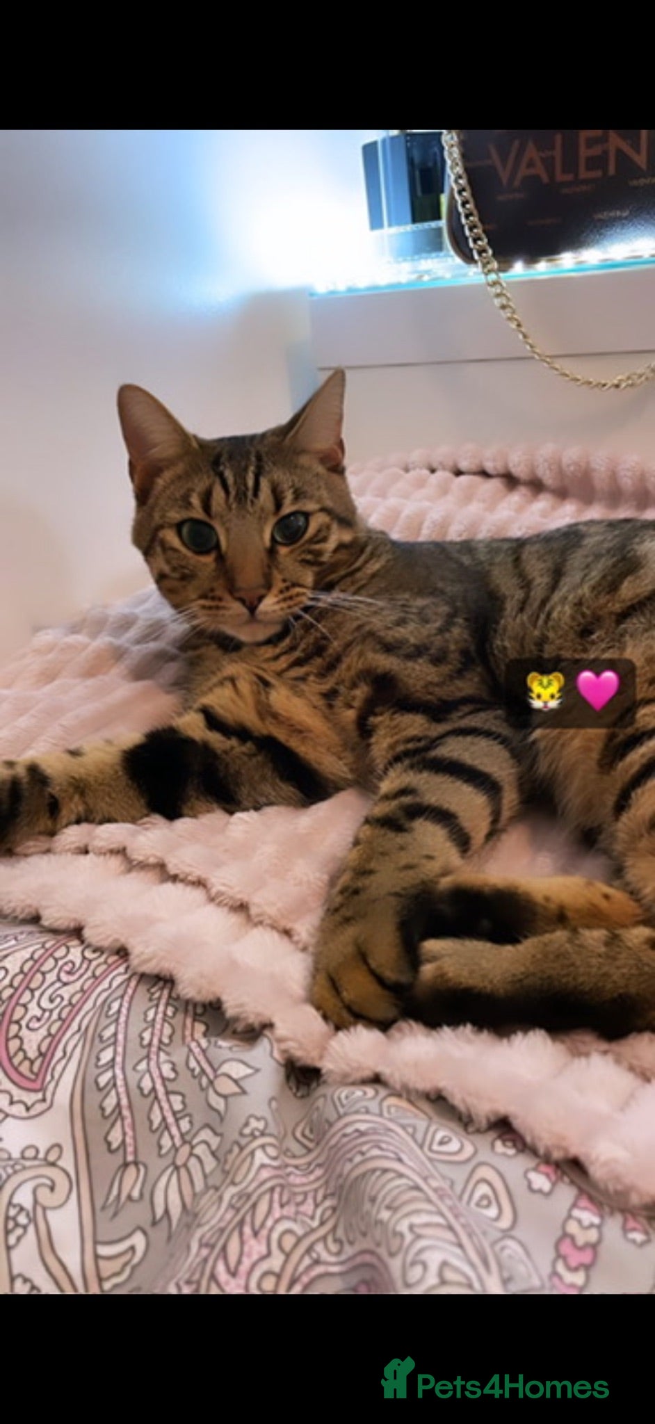 Bengal cats Male Bengal Cat -Kairo  - Advert 2