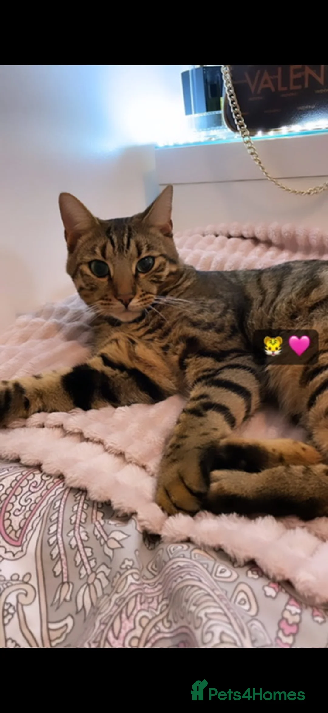 Bengal cats for sale: Male Bengal Cat -Kairo  - Advert 1