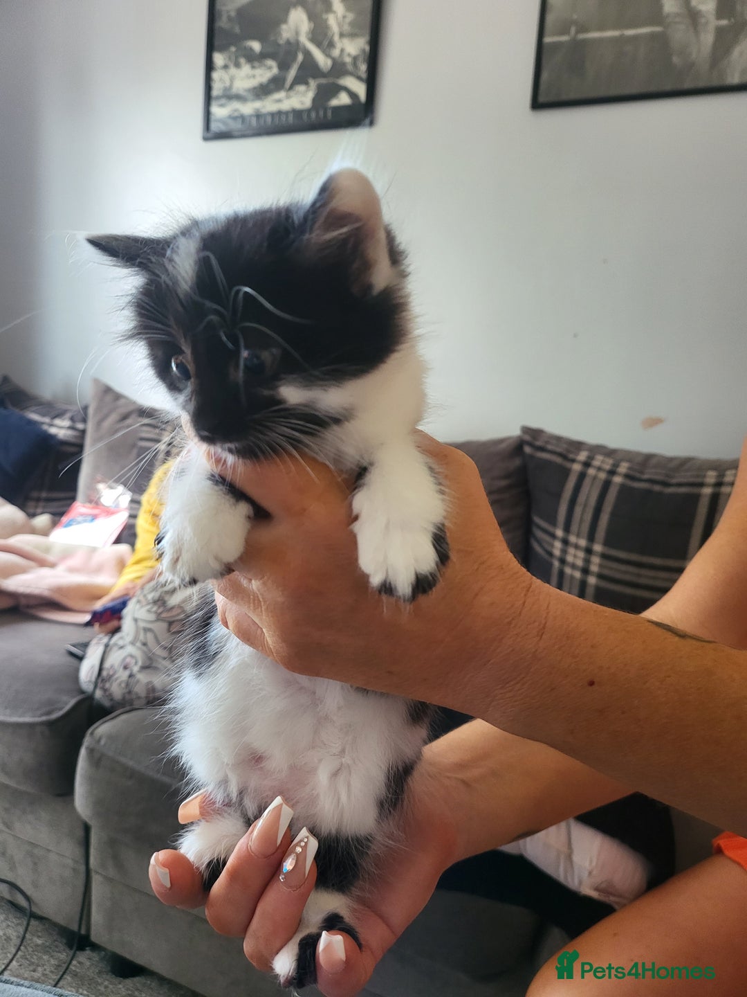 Mixed Breed cats for sale: Beautiful kittens - Image 3