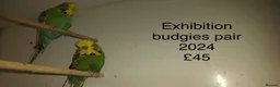 Canaries birds for sale: Canaries and Budgies for sale  - Advert 7