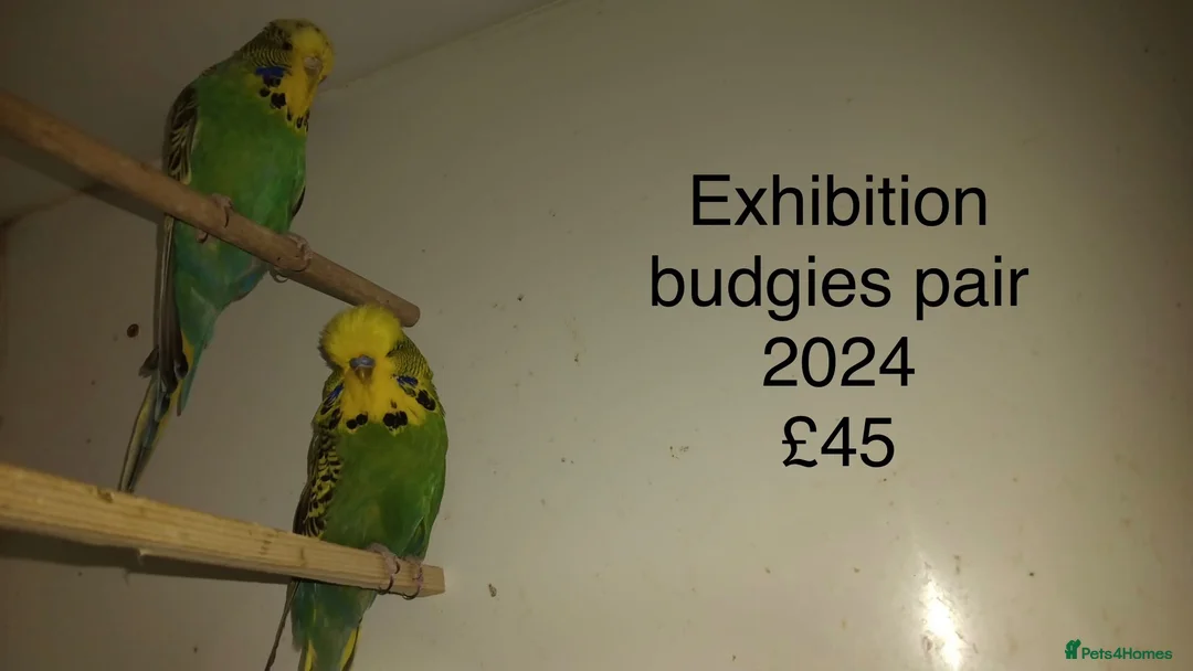 Canaries birds for sale: Canaries and Budgies for sale  - Advert 7
