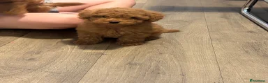 Toy Poodle 2
