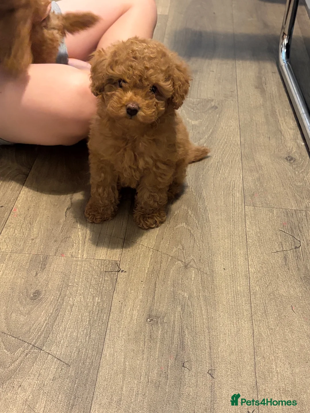 Toy Poodle dogs for sale: 🐩Two Beautiful Red Toy Poodle Girls 🐩 - Advert 2