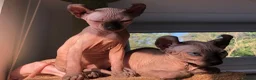 Sphynx cats for sale: Sphynx kittens - Advert 3