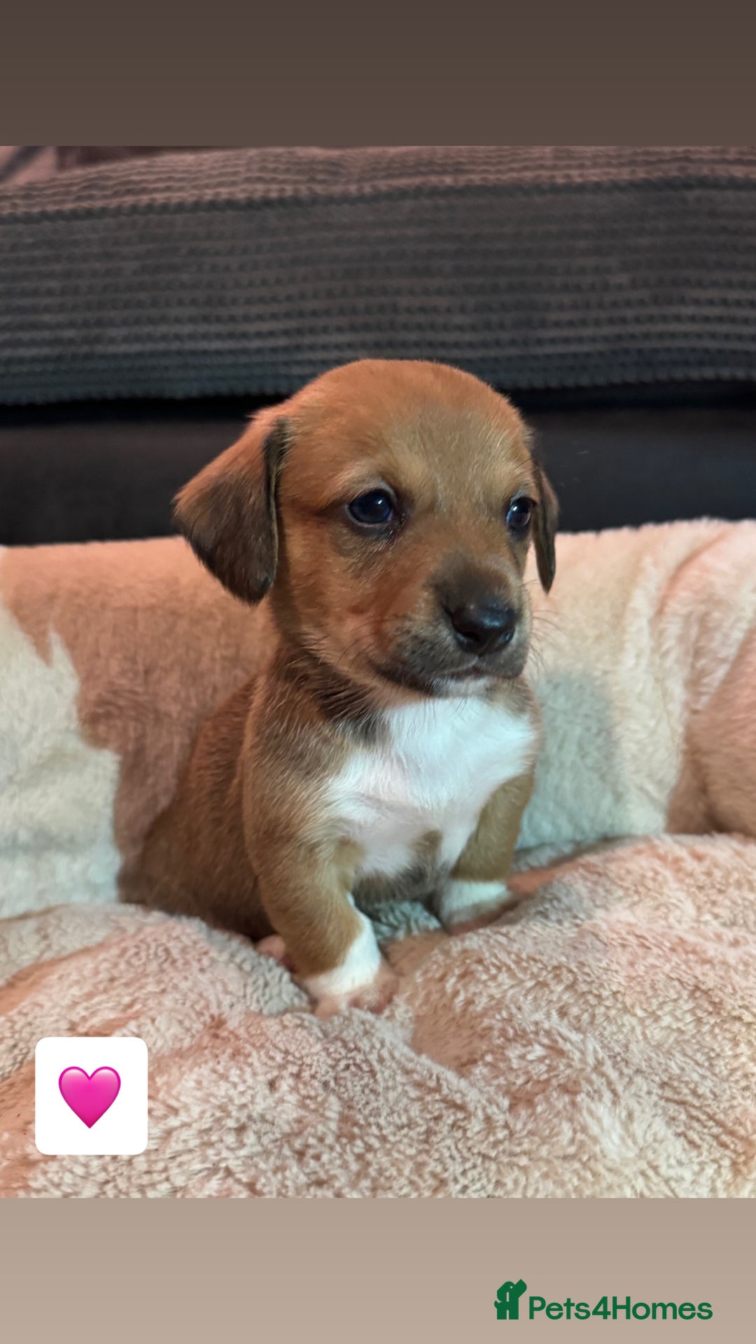 Mixed Breed dogs for sale: 💛Dorgi Puppies🤎 - Advert 17