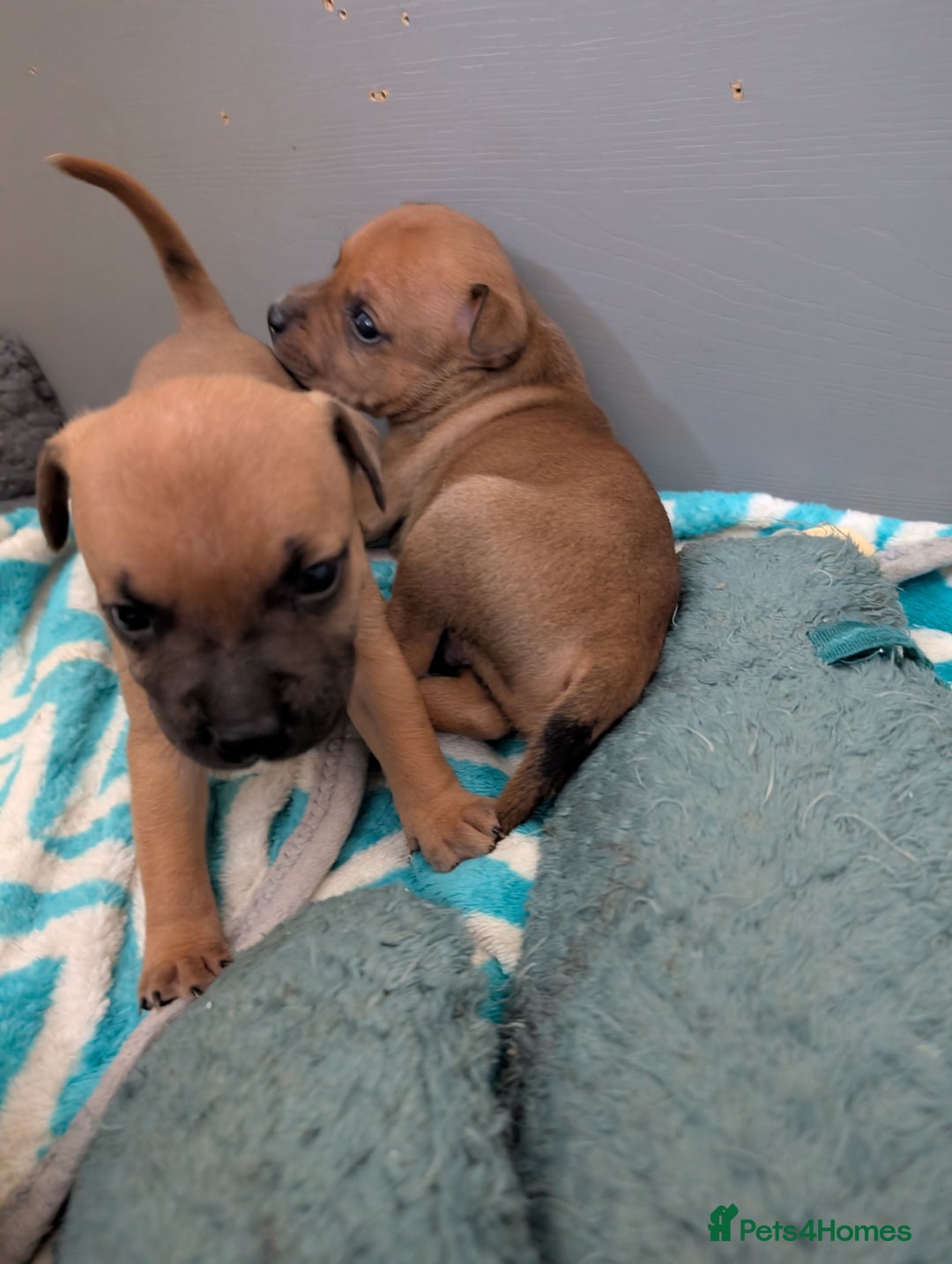 Staffordshire Bull Terrier dogs for sale: Stunning Staffordshire bull terrier puppies  - Advert 6