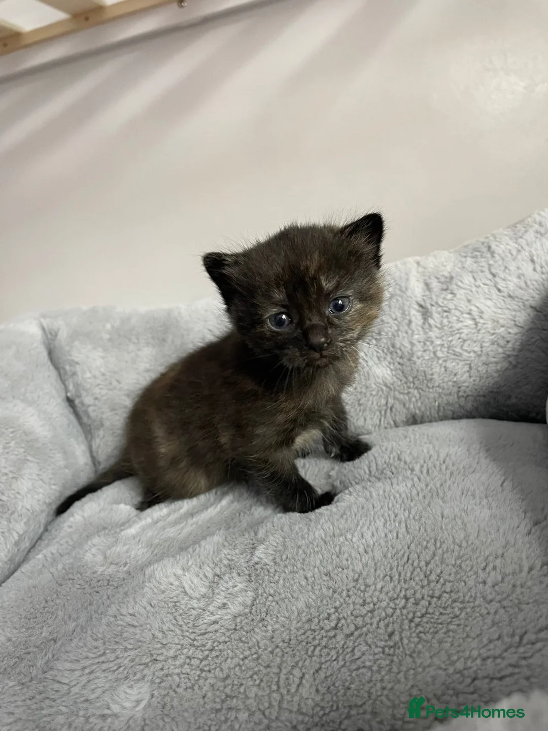 Mixed Breed cats for sale: Two kittens ready for sale in 5-6 weeks - Advert 2