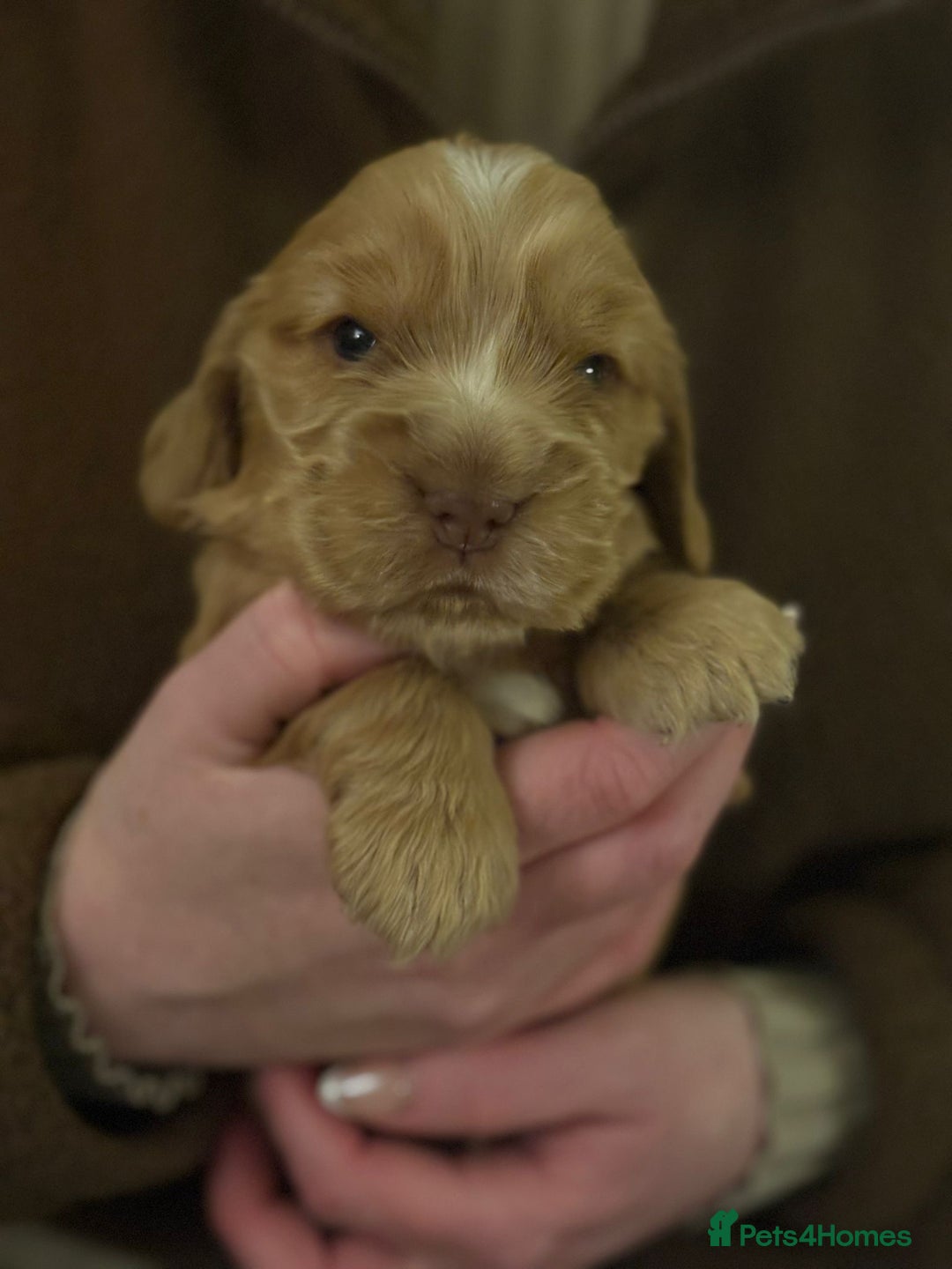 Cocker Spaniel dogs for sale: Extensively health tested, cocker spaniels. - Advert 12