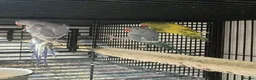 Parakeets birds for sale: Alsort cage n aviary birds  - Advert 11