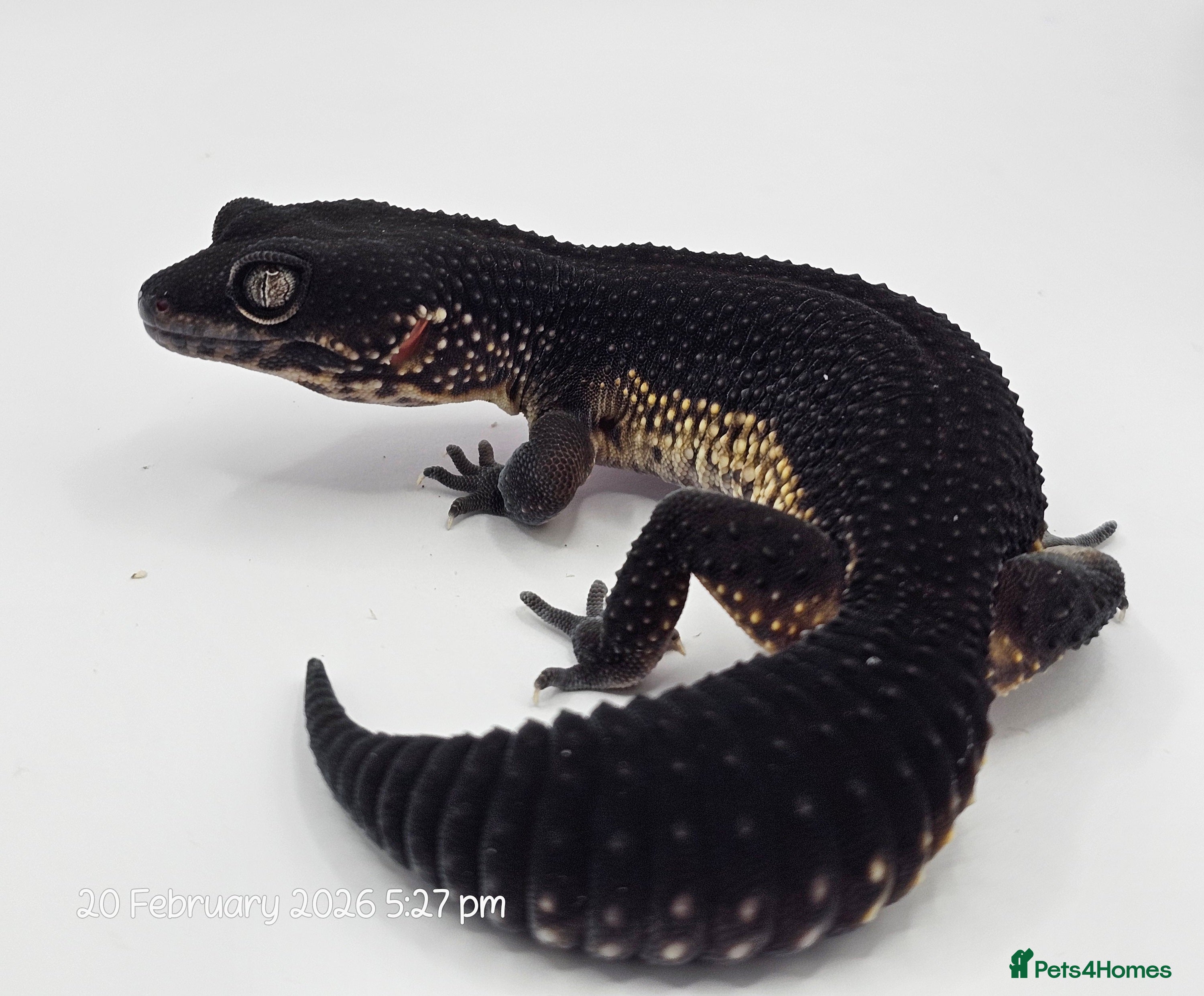 Leopard Gecko reptiles Pure Black Night Leopard Gecko - Advert 1
