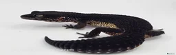 Leopard Gecko reptiles for sale: Pure Black Night Leopard Gecko - Advert 1