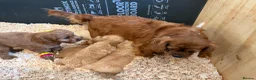 Cavapoo dogs for sale: £1250 Ready Now. - Advert 5
