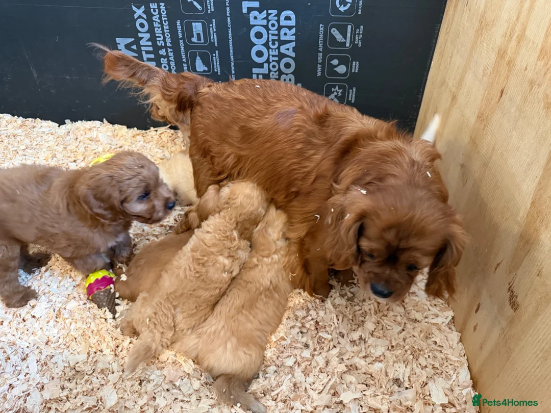 Cavapoo dogs for sale: £1250 Ready Now. - Advert 5