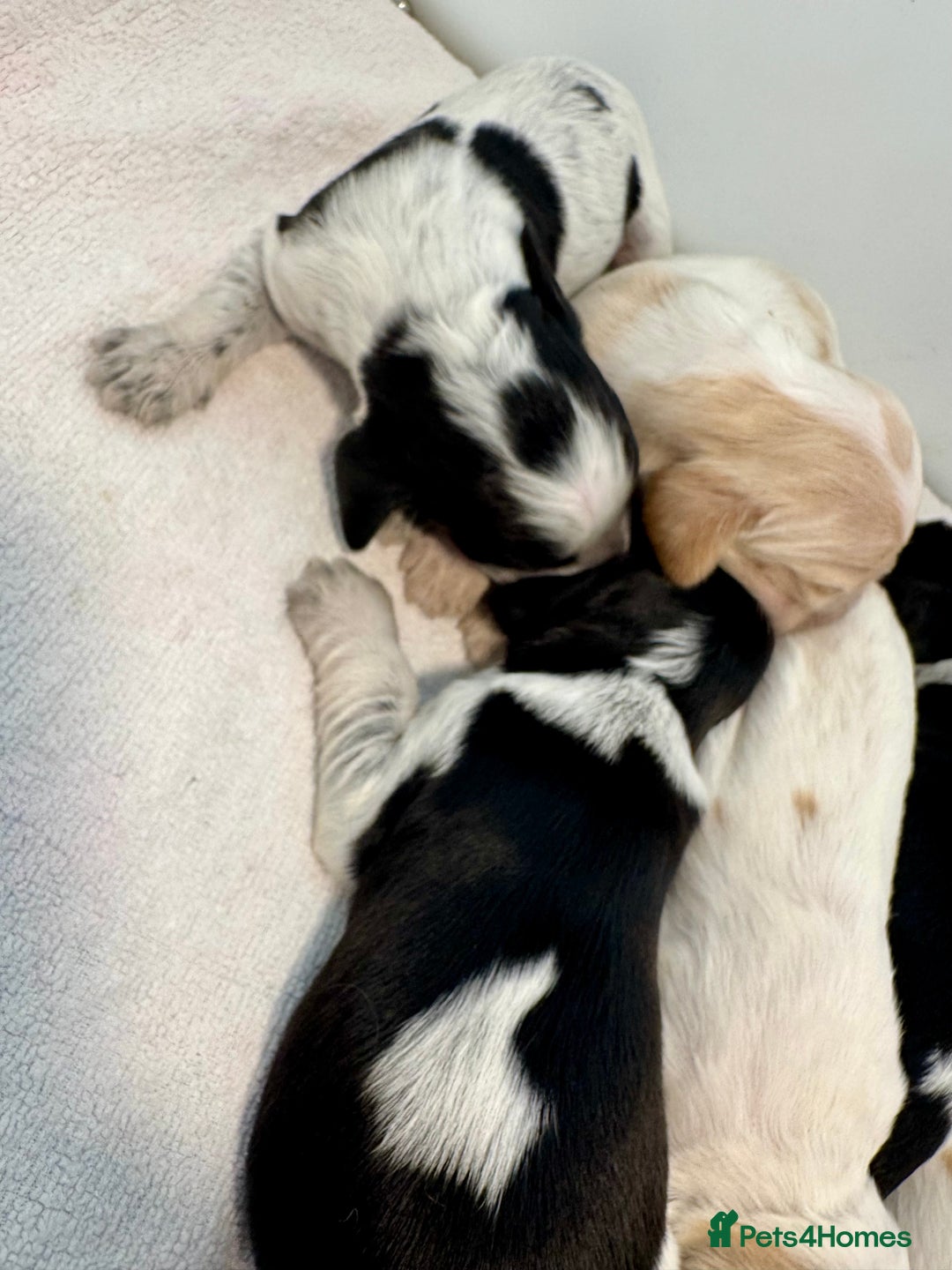 Cocker Spaniel dogs for sale: Pedigree Show cocker spaniels  - Image 5