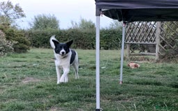 Mixed Breed dogs for adoption: SNOOPY - like a young Border Collie - Image 15