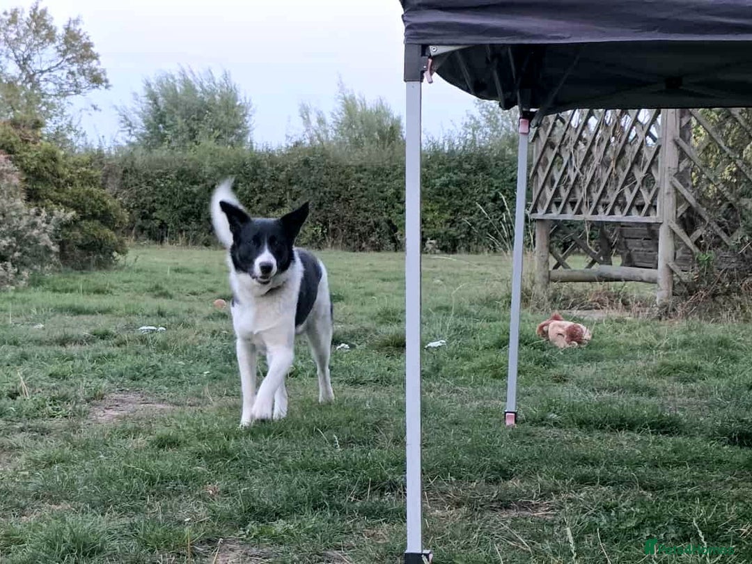 Mixed Breed dogs for adoption: SNOOPY - like a young Border Collie - Image 15
