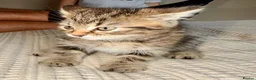 Persian cats for sale: READY TO LEAVE - Persian Kittens  - Advert 15