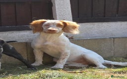 Sprocker dogs for sale: Hollie - Image 1