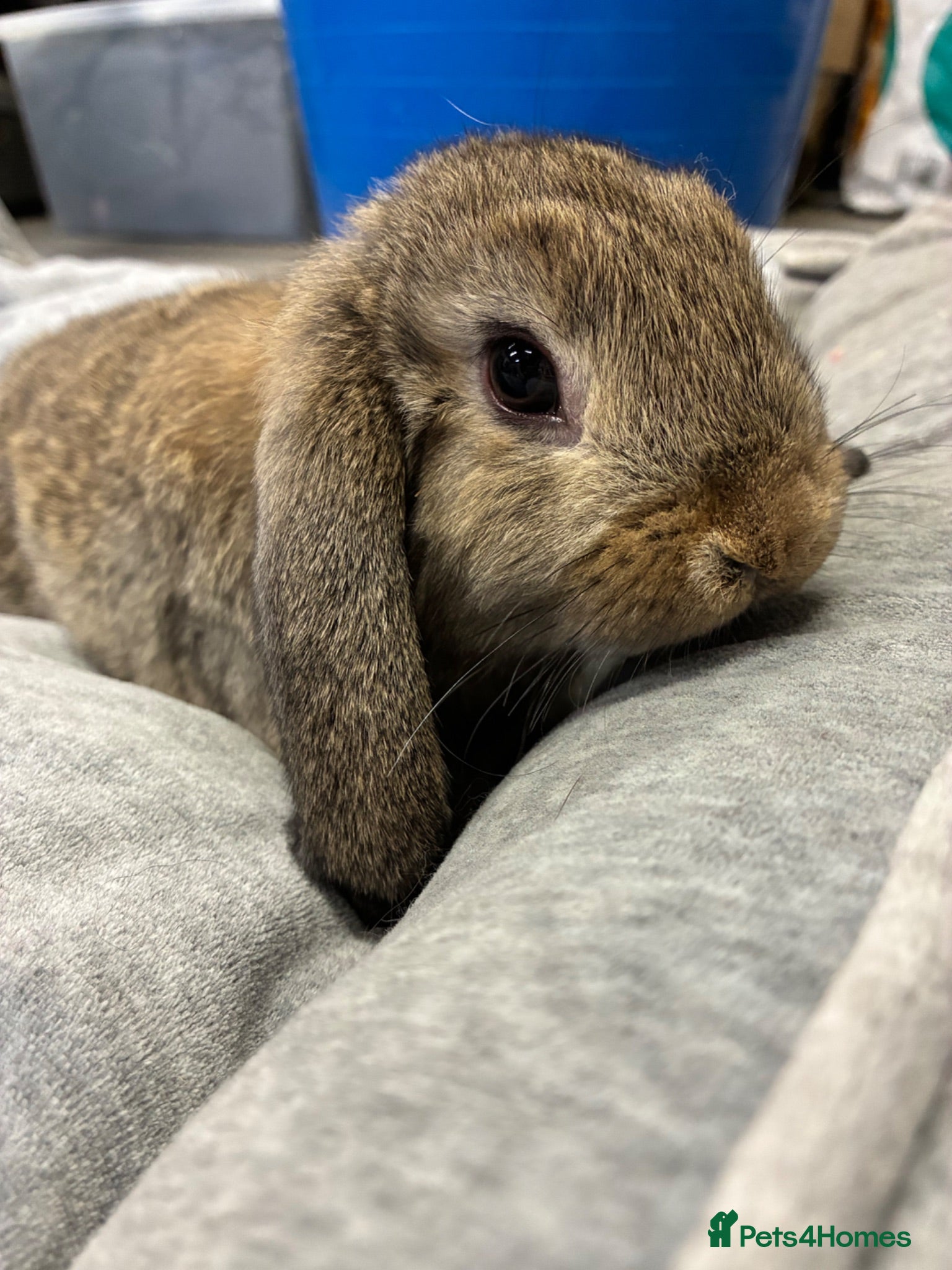 Mini Lop rabbits Mini Lop Bunnies - Advert 18