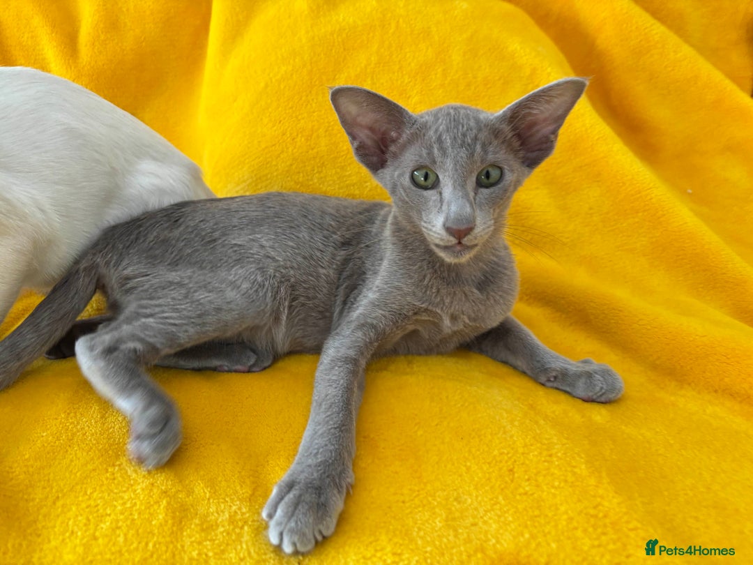 Oriental cats for sale: lilac solid girl and chocolate point boy - Image 4