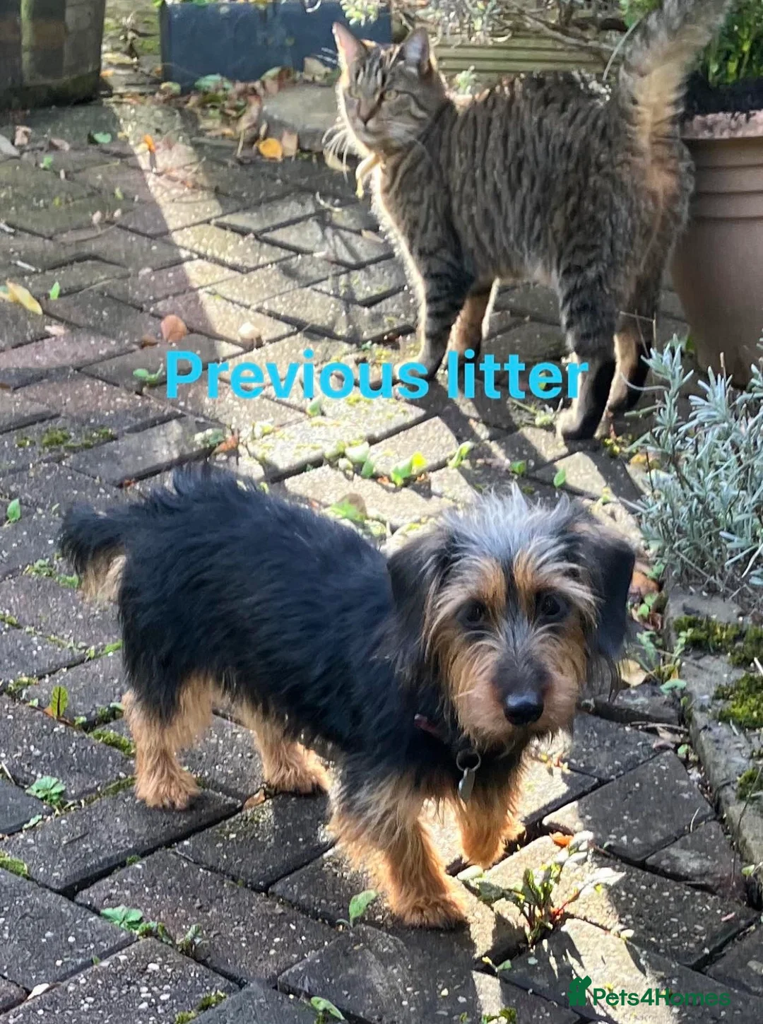 Norfolk Terrier dogs for stud: 3/4 Norfolk x 1/4 Jack Russell proven stud in Burton-on-Trent - Advert 27
