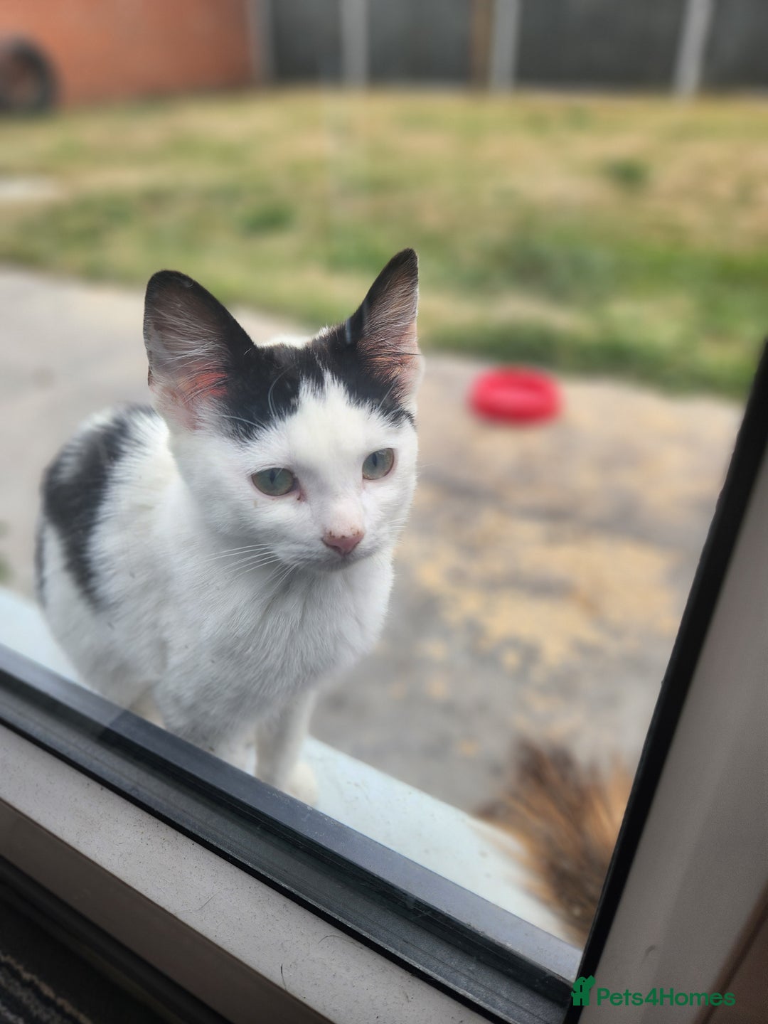 Domestic Shorthair cats for sale: Female kittens - Image 10
