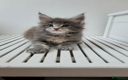 Maine Coon cats for sale: Tica registered maine coon kittens  - Image 5